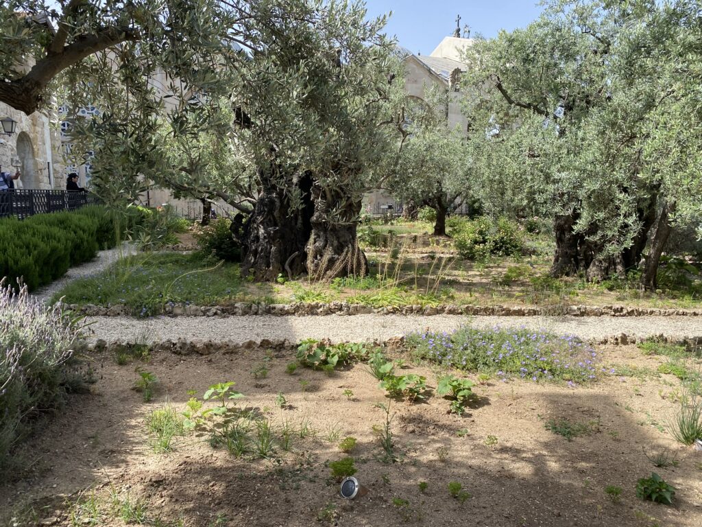 Garden of Gethsemine